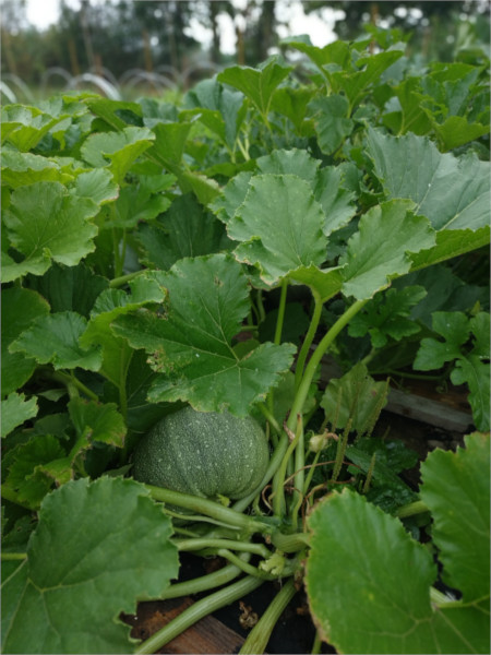 notre potager BIO